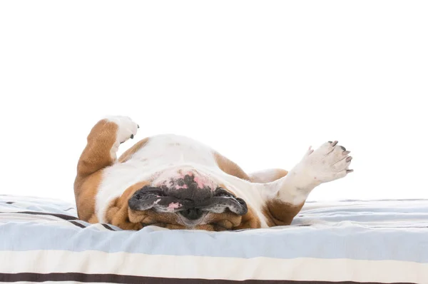 침대에서 자고 있는 개 — 스톡 사진
