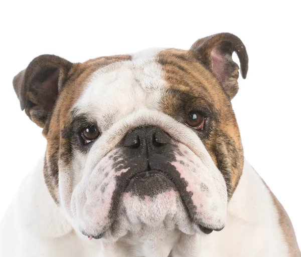 Bulldog inglese maschio — Foto Stock