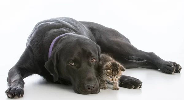 Hond en kitten — Stockfoto