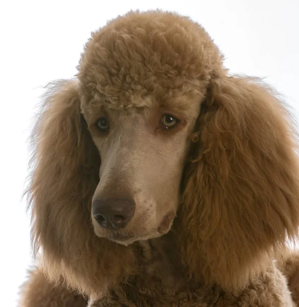 Apricot standard poodle — Stock Photo, Image