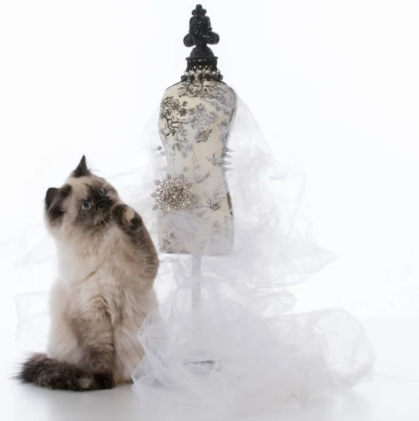 Fêmea ragdoll gatinho — Fotografia de Stock