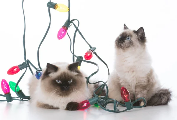 2 つのクリスマス子猫 — ストック写真