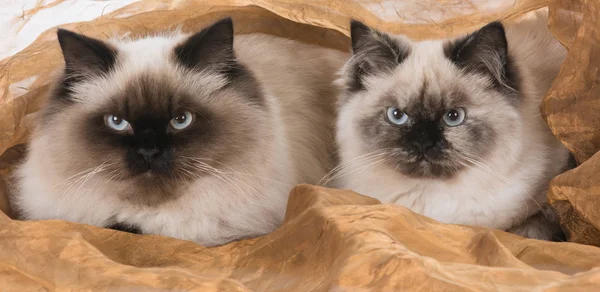 Dos gatos ragdoll — Foto de Stock