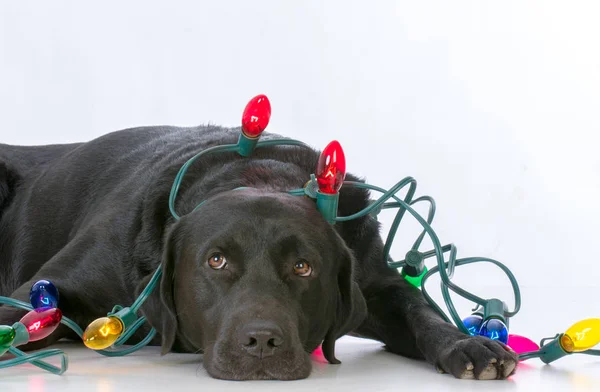 Hund mit Weihnachtsbeleuchtung — Stockfoto