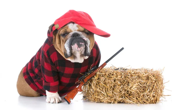 Hunting farm dog — Stock Photo, Image