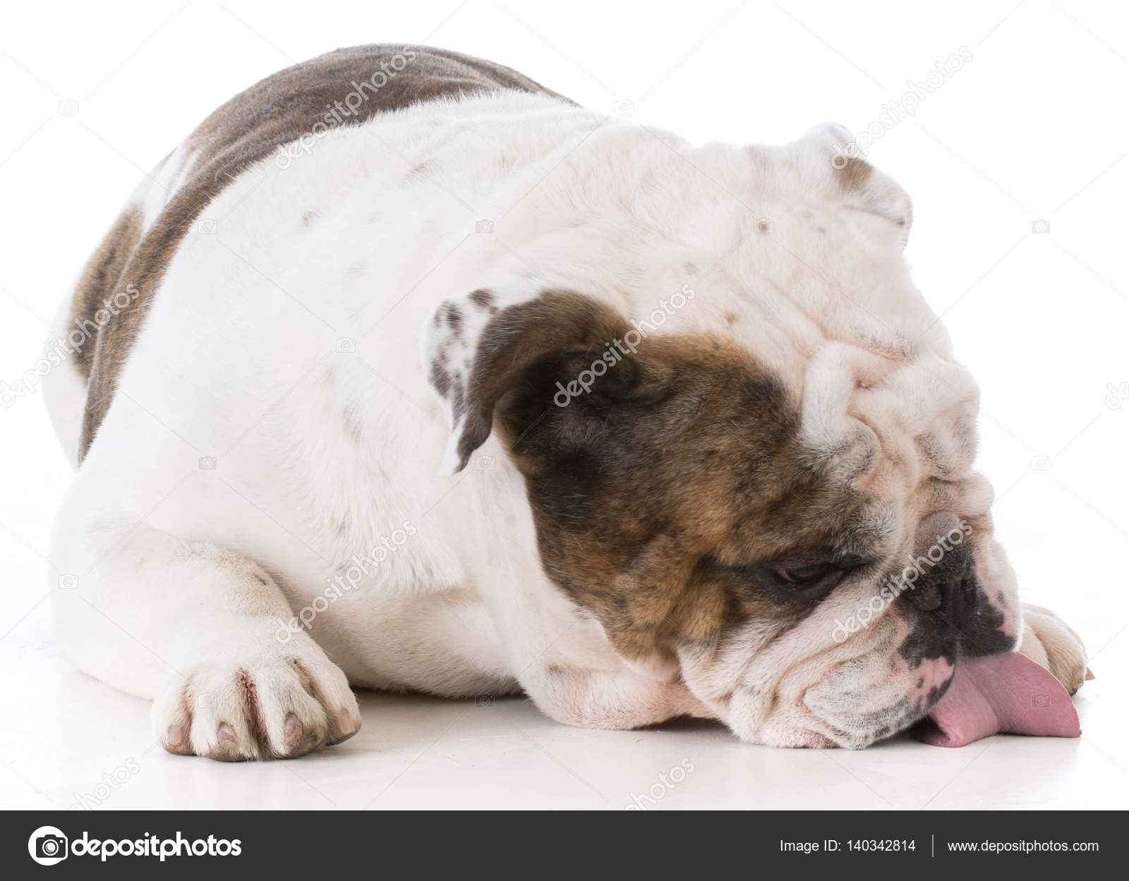 Dog licking the floor — Stock Photo © willeecole 140342814