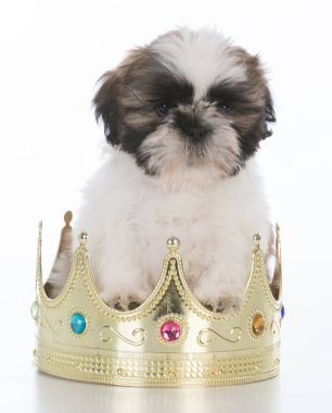 çok güzel şımarık köpek yavrusu
