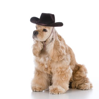 kovboy şapkası giyen köpek