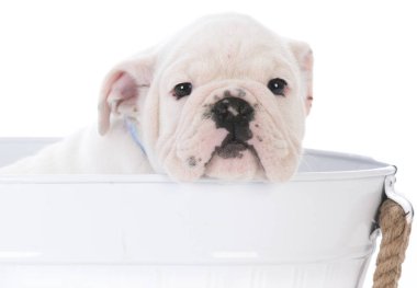 şirin bulldog yavrusu