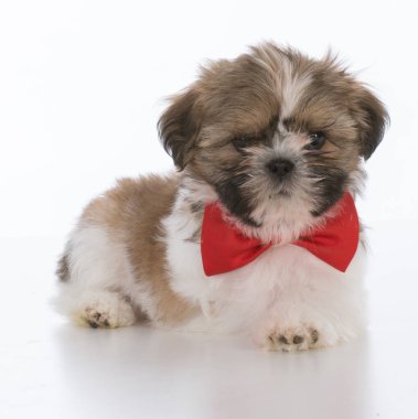 Shih tzu yavrusu