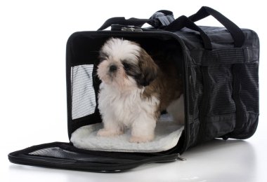 seyahat taşıyıcıya köpek yavrusu
