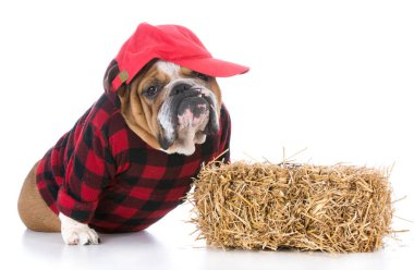 bir çiftçi gibi giyinmiş köpek