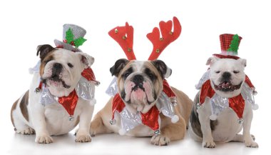 Üç Noel köpekler