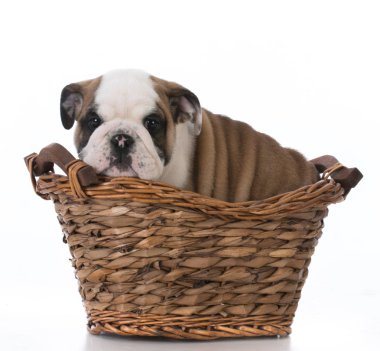 şirin bulldog yavrusu