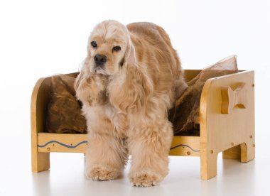 köpek yatak
