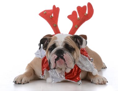 Rudolph boynuzları giyiyor köpek 