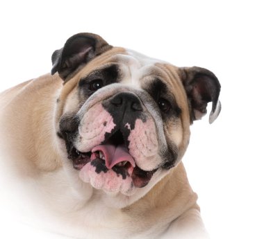 kadın İngilizce bulldog