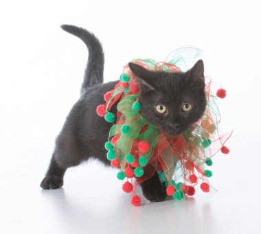 zwarte christmas kitten