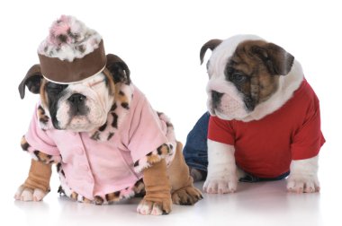 kadın İngilizce bulldog köpek yavrusu