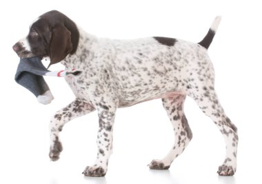 çorap çiğneme köpek yavrusu