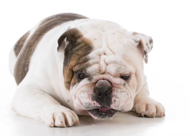 köpek komik ifade ile