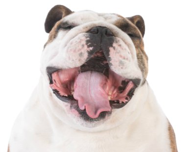 köpeğin ağzı açık olan