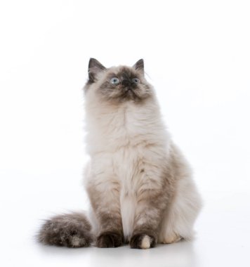 Genç ragdoll kedi