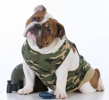 sevimli köpek dövüş
