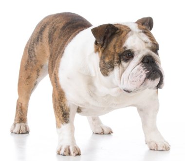 erkek İngilizce bulldog