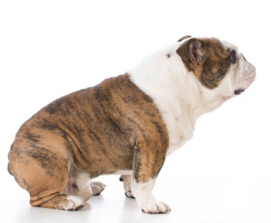 erkek İngilizce bulldog