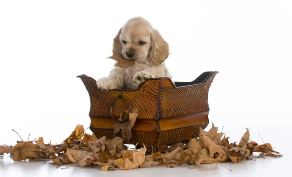 Cocker spaniel puppy — Stock Photo, Image