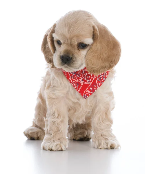 Cockerspaniel Welpe — Stockfoto