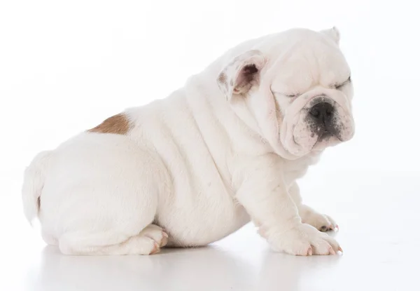 Maschio bulldog cucciolo — Foto Stock