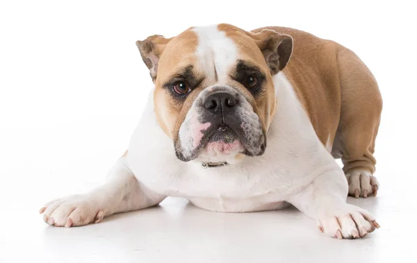 Bulldog laying down — Stock Photo, Image