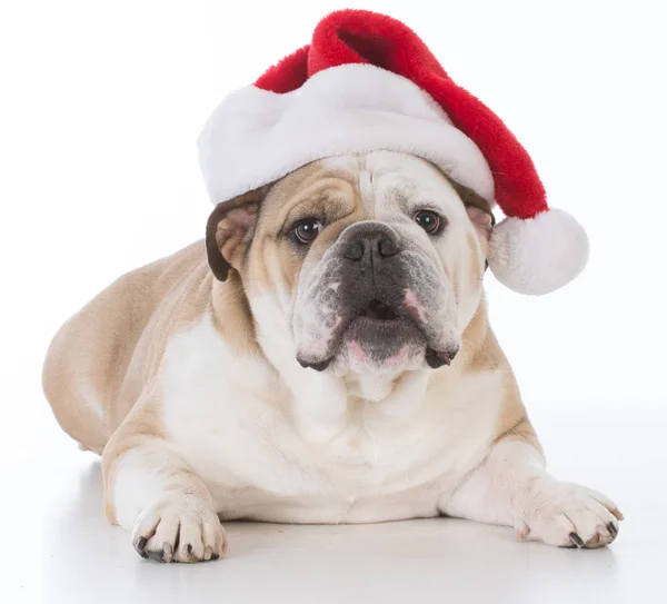 Cão vestindo chapéu de santa — Fotografia de Stock