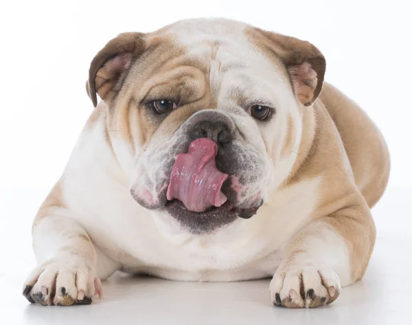 Dog licking lips — Stock Photo, Image