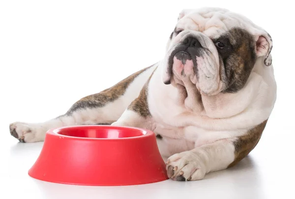 Cão esperando para ser alimentado — Fotografia de Stock