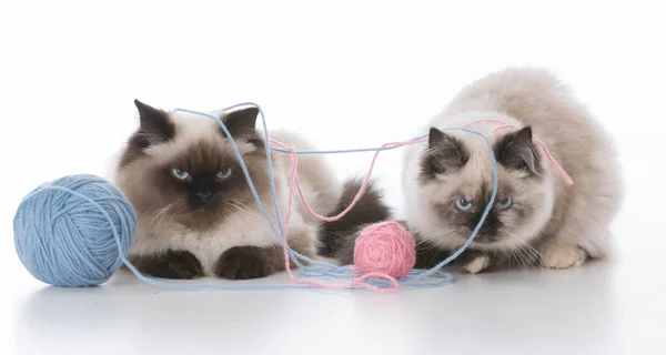 Twee kittens spelen — Stockfoto