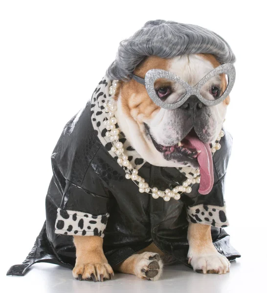 Senior weibliche Bulldogge — Stockfoto