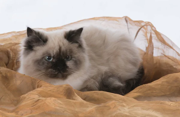 Krásná ragdoll kočka — Stock fotografie