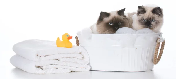 Baden van de kat — Stockfoto