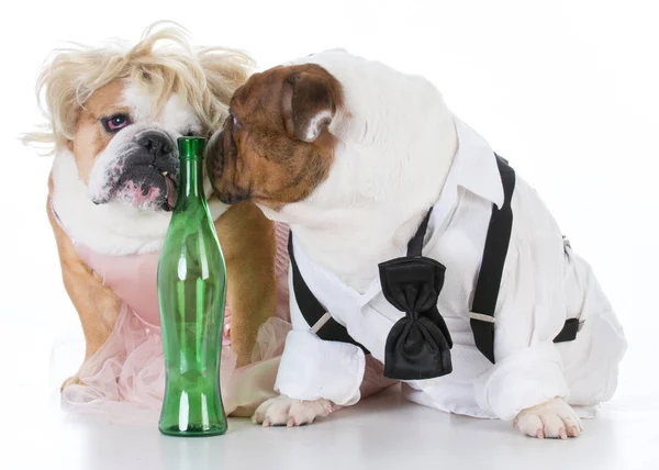 Dronken hond paar — Stockfoto