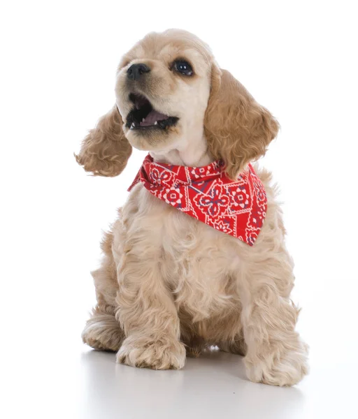 Cockerspaniel Welpe — Stockfoto