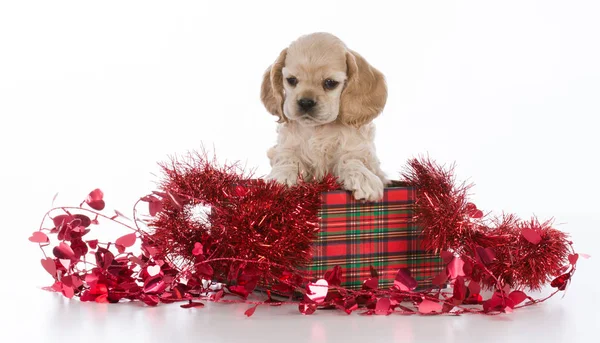 Welpe zu Weihnachten — Stockfoto