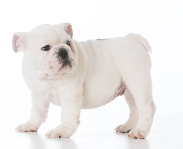 Mannelijke bulldog pup — Stockfoto