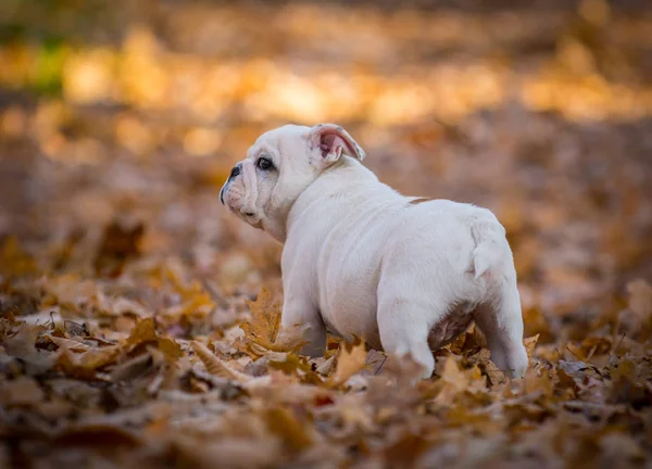 Filhote de cachorro jogando fora no outono — Fotografia de Stock