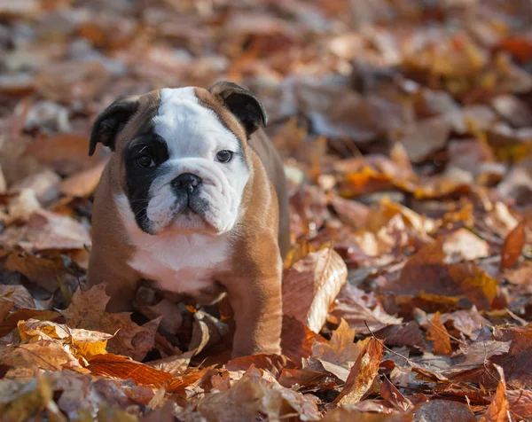 Bulldog pup buiten — Stockfoto