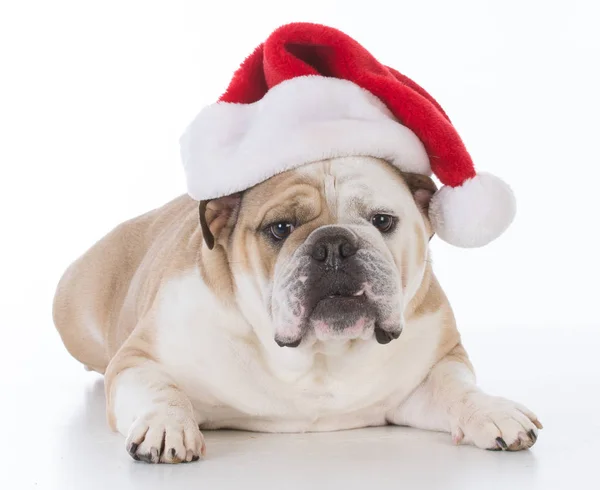 Cão vestindo chapéu de santa — Fotografia de Stock