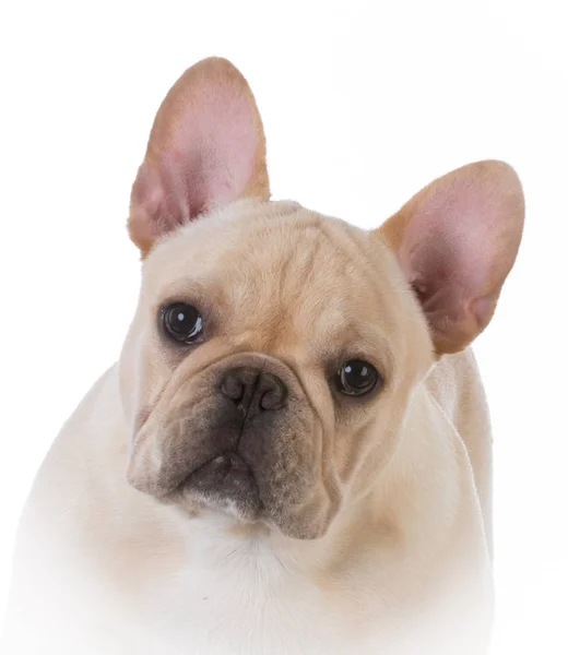 Male french bulldog — Stockfoto