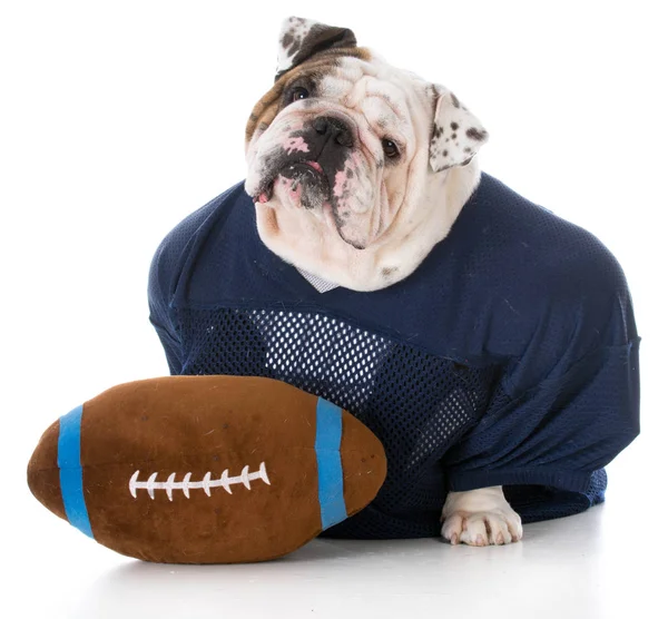 Hund som klädd som en fotbollsspelare — Stockfoto